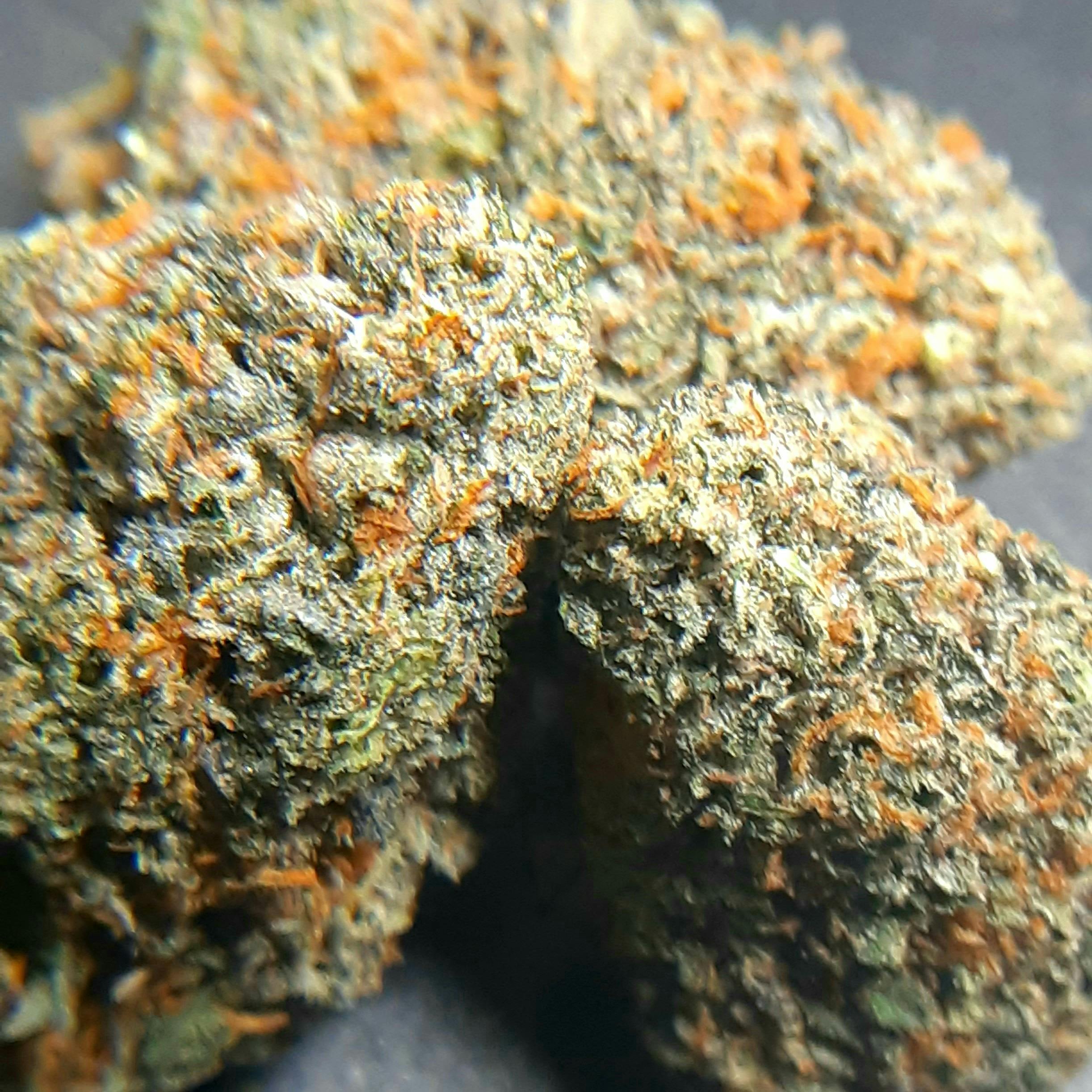 Gelato #41